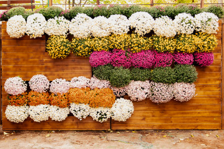 Vertical flower arrangement photozone of autumn flowers at the Chrysanthemum Festival. Wooden wall decorated with pots with blooming chrysanthemums. Vertical gardening. Ecological urban projectの写真素材