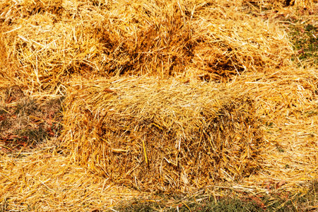 Straw mowed in the field after the wheat harvest and packed in square bales. Square bales of golden...