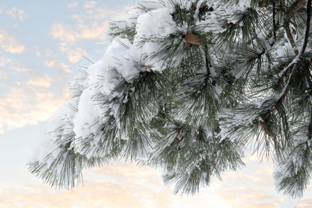Pine branches with cones under the snow. Snow-covered pine trees against the sky. Background texture. Winter trees in the snow in winter. Christmas and New Year's Eve.の写真素材