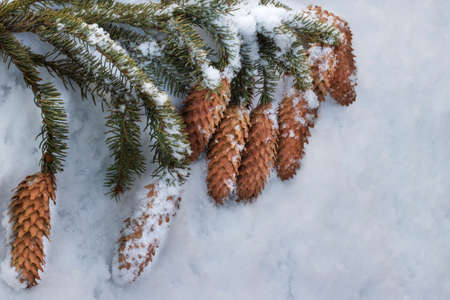 Beautiful Christmas tree branch with cones under the snow. Traditional preparations for Christmas and New Year. Natural spruce branch with cones in the forest on the snow.の写真素材