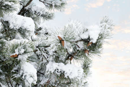 Evergreen pine branches with cones under the snow against the sky. Snow covered pine trees. Background texture. Winter trees in the snow in winter. Christmas and New Year's Eve.の写真素材