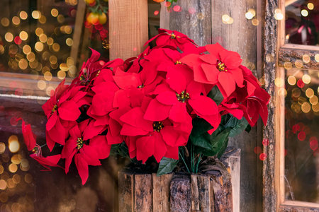 Festive card with Poinsettia Christmas star in a pot of wooden planks. Decorating and preparing for Christmas and New Year. Sale of seasonal plants for the Christmas and winter holidays. Artificial flowers in interior decorationの写真素材
