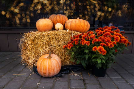 Decorative area for the Halloween and Day of the Dead party. Home decoration for the day of all saints, Halloween, the day of the departed souls. Several large pumpkins on a bale of straw and autumn chrysanthemums against the background of night lightsの写真素材