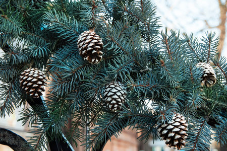 Branches of a blue Christmas tree with cones. Christmas decoration on the street in the afternoon....