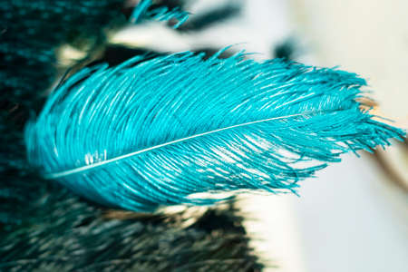 blurred background with big blue ostrich feather. Decorative background with blue and green feathers. defocus A blue fluffy feather for decorating a costume or hat. Interior decoration with painted bird feathers.の写真素材