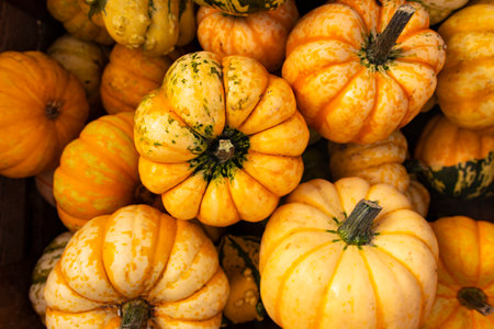 Lots of bright and striped small decorative pumpkins. Autumn harvest festival and sale of vegetables at the farmer's market. Pumpkin for decoration and carving for Halloween. Jack o Lantern.の写真素材
