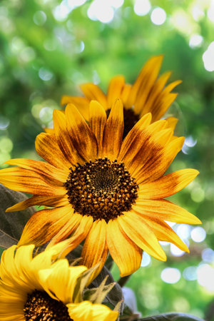 a bouquet of sunflowers in a vase against the background of a green tree on a sunny day. close-upの写真素材