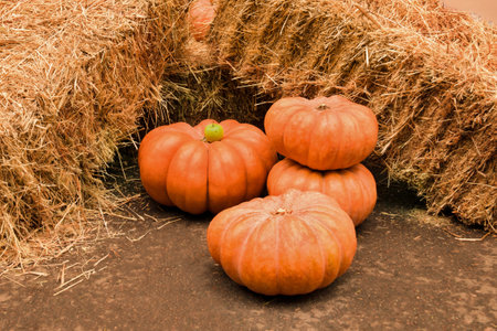 Several large orange pumpkins and one green apple lie near the bales of yellow straw at the harvest festival on the street in the afternoon. Halloween Decorationの写真素材