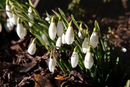 The first spring flowers in the sunshine of the spring sun. white snowdrops galanthus in the forest.Awakening of nature in spring. Blooming delicate and beautiful primroses.の写真素材