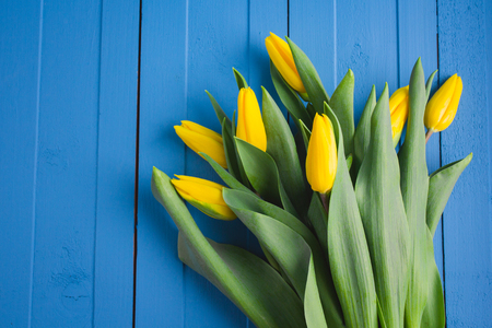 Bouquet of yellow tulips on blue wooden background. Selective focus.の写真素材