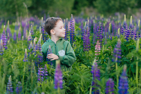 Portrait of a boy in a summer field of lupine in cloudy weather. Toning.の写真素材