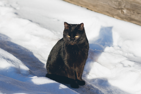 Black cat in the snow basking in the sun. Winter concept. Toning.の写真素材