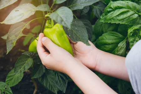 Boy in greenhouse holding a pepper in the garden. Concept of eco-farm in suburban areas.の写真素材