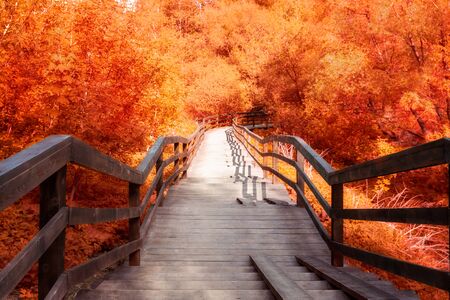 A beautiful wooden staircase goes into the distance in a sunny autumn parkの写真素材