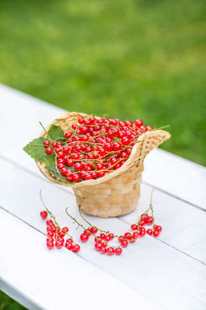 A basket of red currants on a white bench. Green grass background.の写真素材