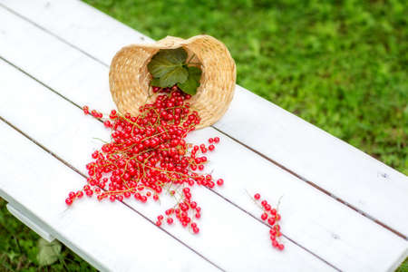 Basket with scattered red currants on a white bench.の写真素材