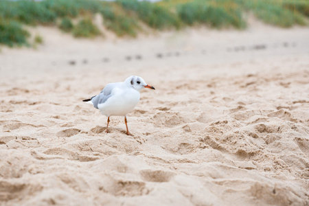 White sea gull on a sandy beach