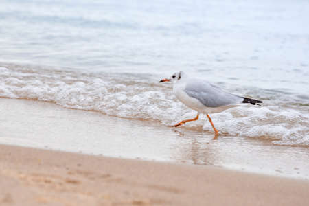 A lonely gull runs along the sea, in a hurryの写真素材