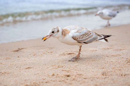 A baby gull holds a piece of cookie in its beak.の写真素材