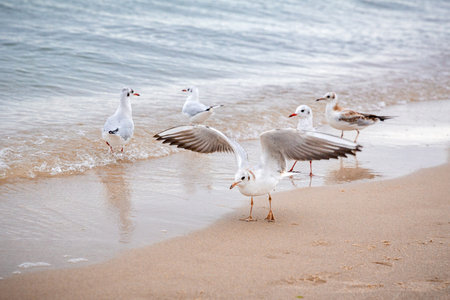 Gulls walk along the sea coast.