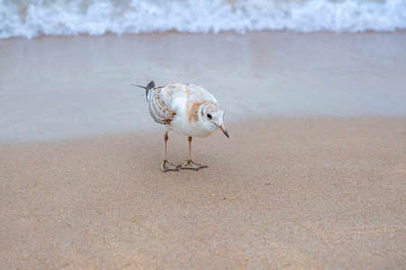 A white-and-red baby Baltic gullの写真素材