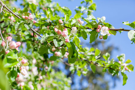 Pink and white blooming apple branches