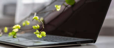 A close-up of a laptop turned off , a twig with green leaves in the sun above the keyboard.の写真素材