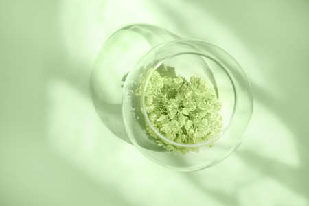Modern soft light pink pastel background with shadows with a light green plant in transparent glass. Bright sunlight.の写真素材