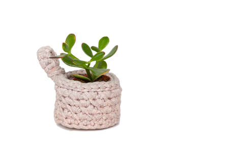 A small green succulent plant in a pink knitted pot on a white background, an isolate. Home plants, comfort, hobby concept.の写真素材