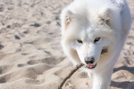 Portrait of a white Siberian Samoyed husky, carrying a stick in his teeth, daytime on the seashore, walking in the fresh air. Pets concept.の写真素材