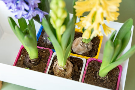 The concept of landscaping and landscape design, primroses. Seedlings, tubers, bulbs of hyacinths, yellow and lilac hyacinth flowers in multi-colored containers prepared for planting in the groundの写真素材