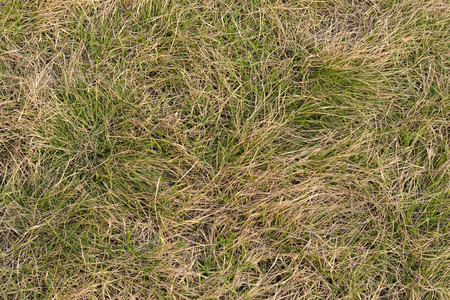 Old and new grass. Texture, background. Fresh green grass grew among the dry last year.の写真素材