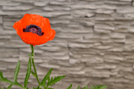 A poppy flower against a stone wall background.の写真素材