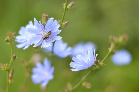 The bee is sitting on the flower of chicory.の写真素材