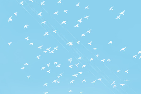 A flock of white doves in the blue sky.の写真素材