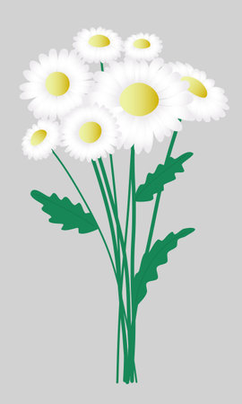Bouquet of daisies on a gray background. White flowers with stems and leaves. Garden and wild flowers. Flower decoration. Flat style, isolated, editable contour.のイラスト素材