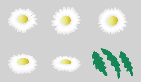 White daisies and green leaves. Flower set for decoration. Flat style, isolated, editable stroke. Gradient on the flowers.のイラスト素材