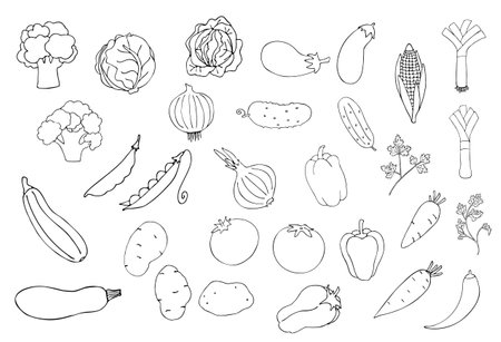 Vegetables doodle drawing collection. Hand-drawn vector illustrations of doodles in black isolated on a white background. Carrots, corn, cucumbers, cabbage, potatoes and others.のイラスト素材