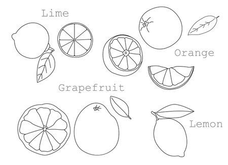 Citrus fruits set, hand-drawn. Contour drawing isolated on white background. Whole and chopped fruits. Lime, orange, grapefruit, lemon. Illustration, icon, template for coloring.のイラスト素材