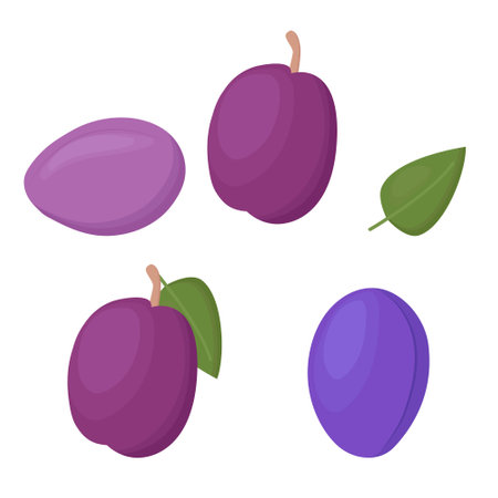 Plum fruit isolated on a white background. Vector illustration, icon of fruits. Four plums and leaves in a hand-drawn style.のイラスト素材