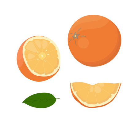 Orange fruit isolated on a white background. Vector illustration, icon of citrus fruit. Whole and chopped oranges in a hand-drawn style.のイラスト素材