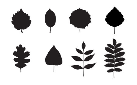 Black leaf icons isolated on white background. Leaf silhouettes, hand drawn vector design elements.のイラスト素材