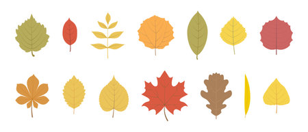 Autumn leaves from different trees isolated on a white background. Set, collection. Red, yellow, orange leaves, design elements in flat style. Vector illustration, icon set.のイラスト素材