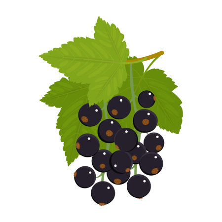 Black current isolated on a white background. Black berries and green leaves in the flat style. Vector illustration, colored icon, design element.のイラスト素材