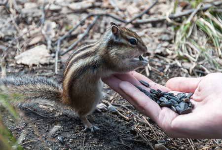 Chipmunk stands and eats seeds with handsの写真素材