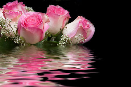 Pink roses on a black background and their reflection in the waterの写真素材