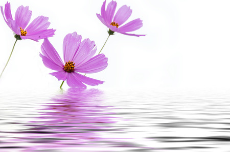 Pink flowers cosmos on a white background reflected in waterの写真素材