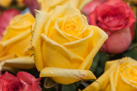 Yellow rose with water drops on a background of other rosesの写真素材