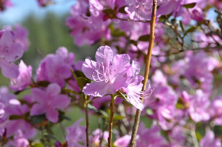 Pink rhododendron flower on the background of other flowers bushの写真素材