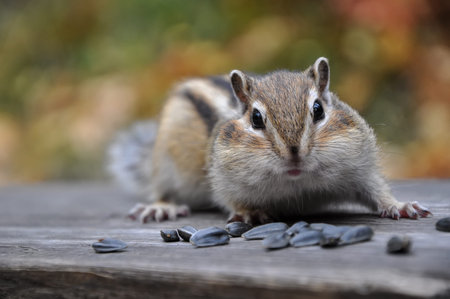 Portrait of a surprised chipmunk sitting on a bench with seeds.